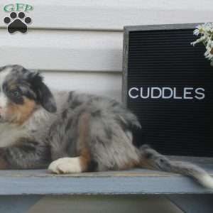 CUDDLES, Australian Shepherd Puppy